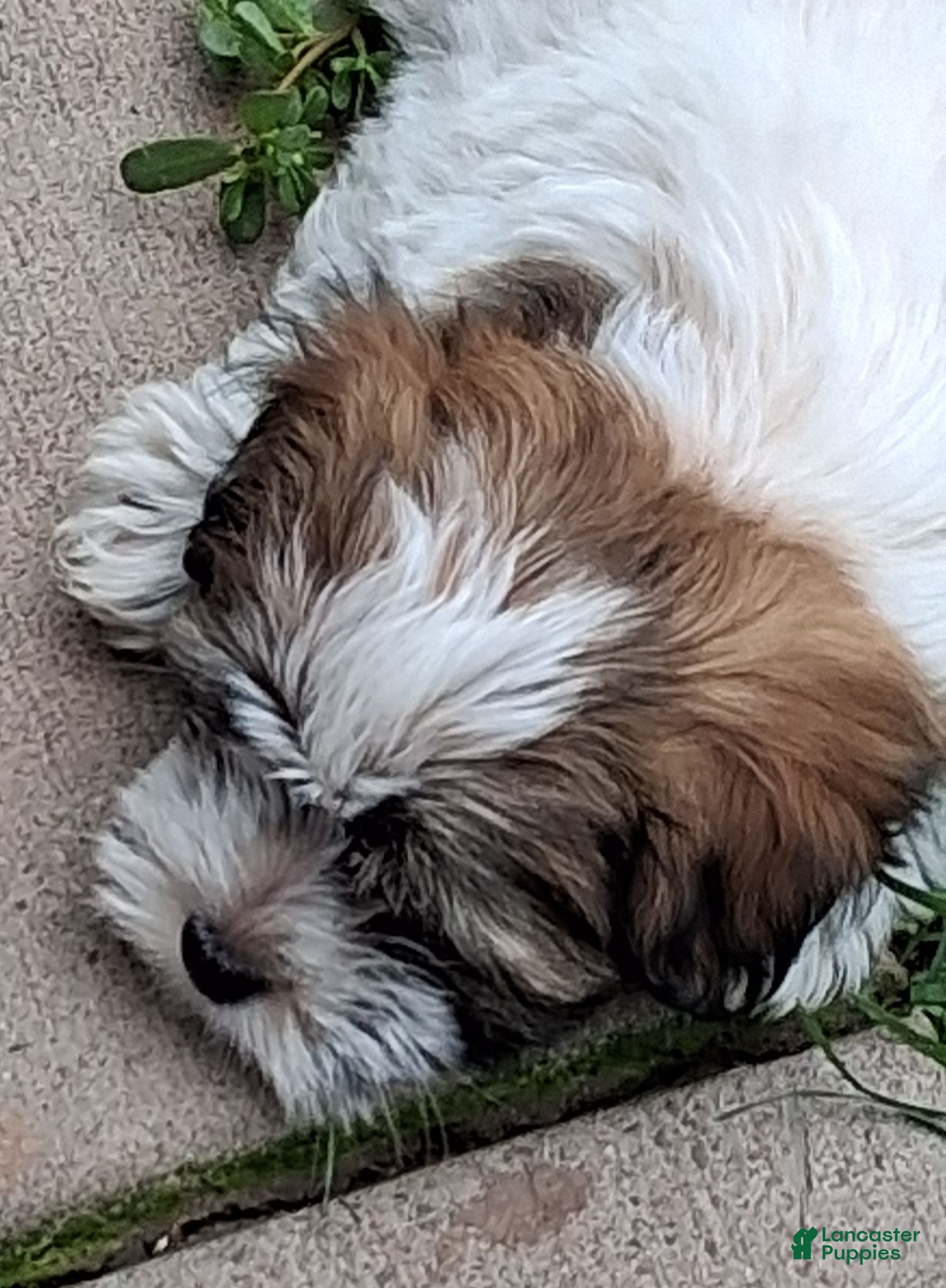 Havanese dogs Havanese 1 - Ad 2