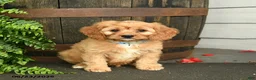 Cavapoo dogs for sale: Jasper  - Ad 1