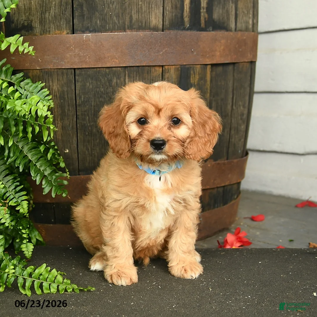 Cavapoo dogs for sale: Jasper  - Ad 1