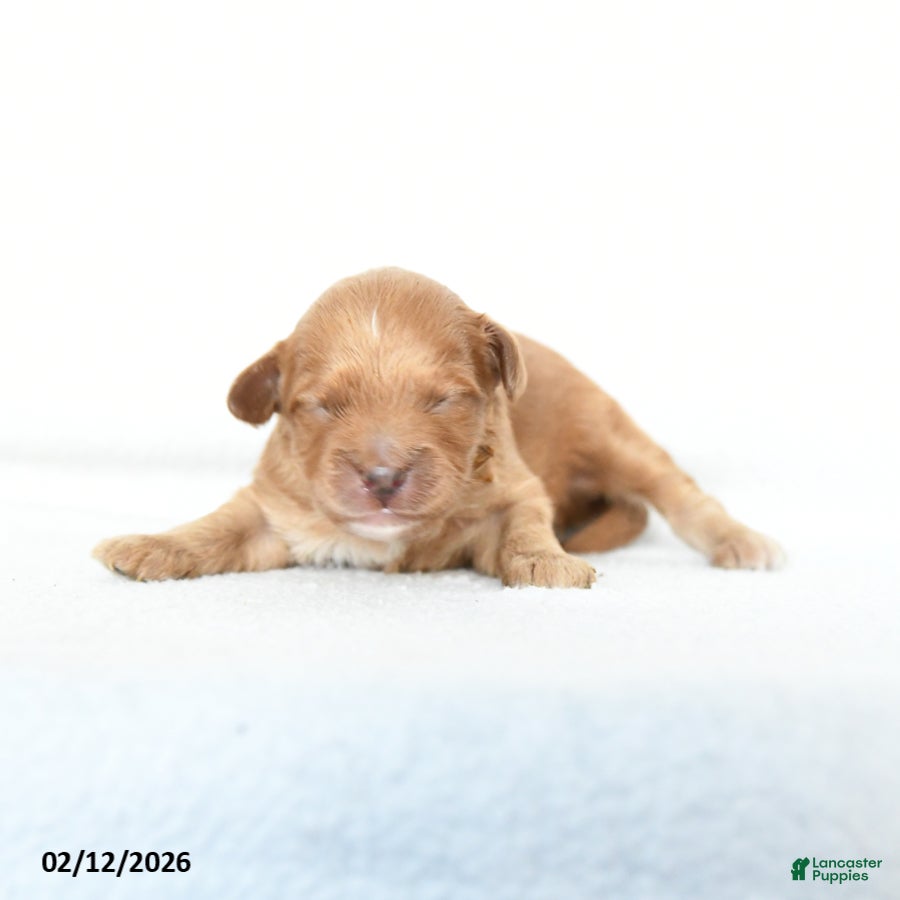 Cavapoo dogs Biscotti - Ad 2