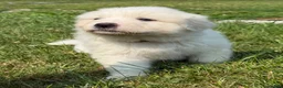 Great Pyrenees dogs for sale: Mrs Orange  - Ad 12