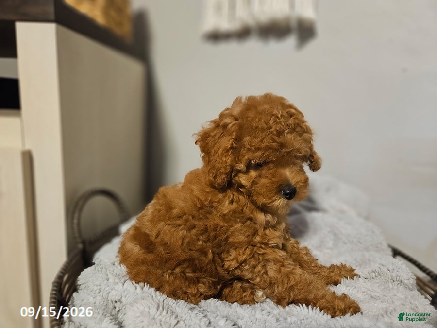 Cockapoo dogs Tilly - Ad 2
