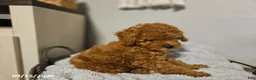 Cockapoo dogs for sale: Tilly - Ad 2