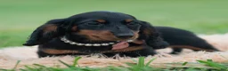 Miniature Dachshund dogs for sale: DeeDee - Ad 3