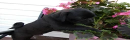 Pug dogs for sale: Pug 1 Rex - Ad 4