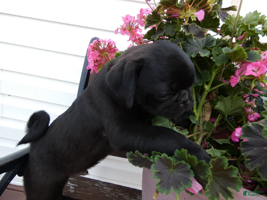 Pug dogs for sale: Pug 1 Rex - Ad 4