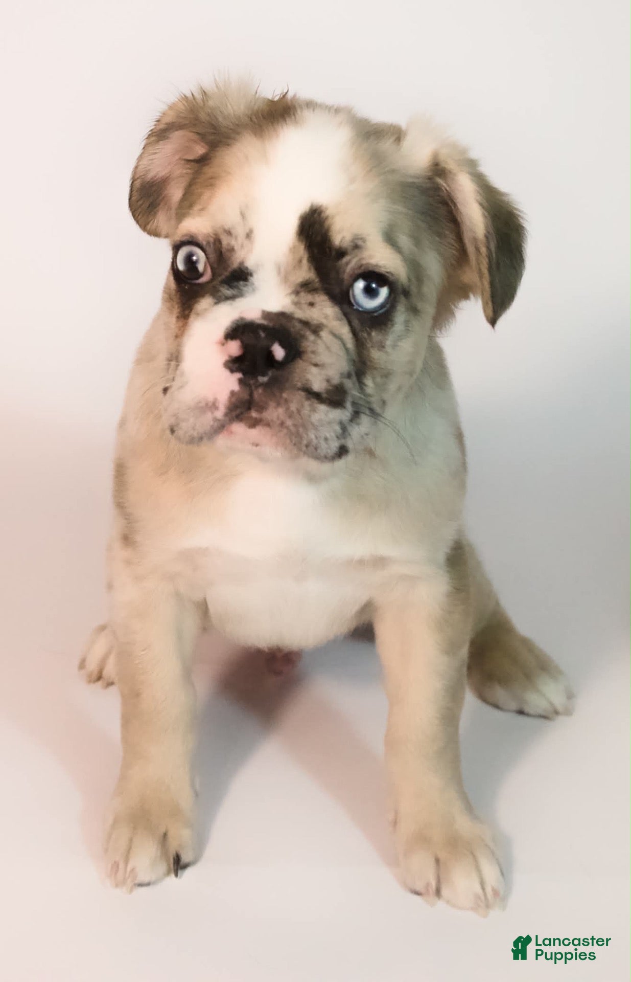 French Bulldog dogs for sale: Bruce  - Ad 4