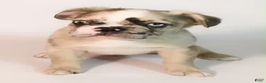 Bruce 