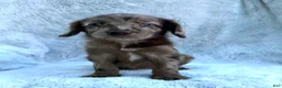 Labradoodle dogs for sale: Star - Ad 1