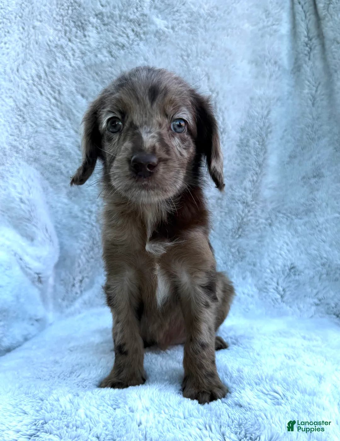 Labradoodle dogs for sale: Star - Ad 1
