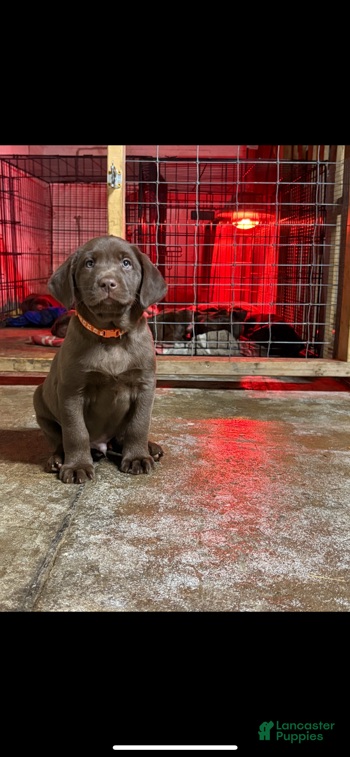 Labrador Retriever dogs Gary - Ad 12