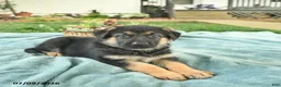 German Shepherd dogs for sale: Icon - Ad 3