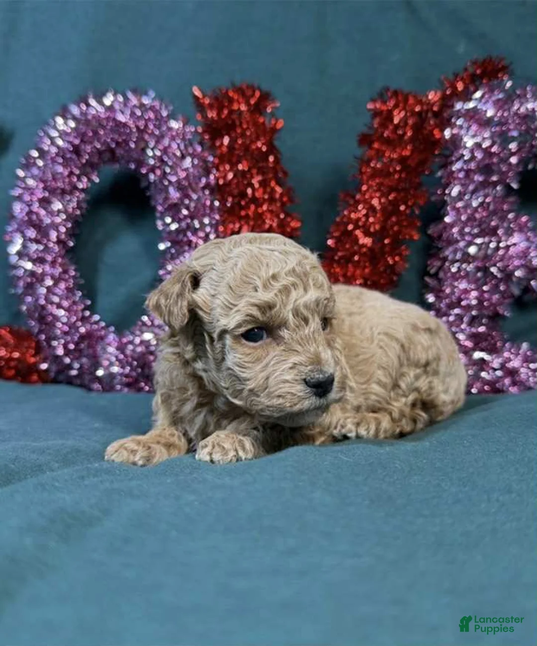 Toy Poodle dogs for sale: Love - Ad 1
