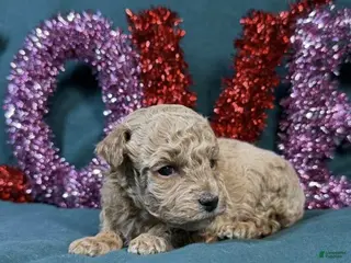 Toy Poodle dogs Love - Ad 35