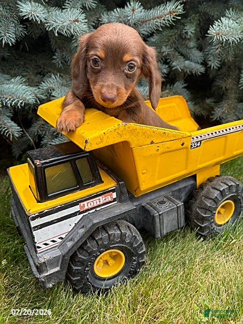 Dachshund dogs Leo - Ad 1