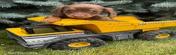 Dachshund dogs for sale: Leo - Ad 1