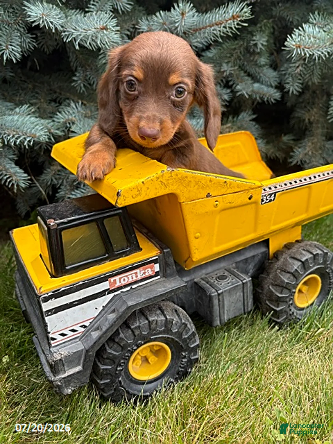 Dachshund dogs for sale: Leo - Ad 1