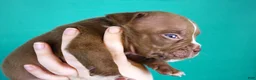 American Bully dogs for sale: Chocolate Female - Ad 1