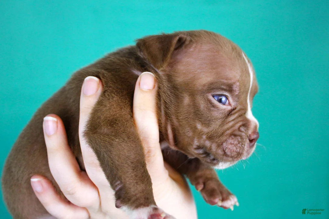 American Bully dogs for sale: Chocolate Female - Ad 1
