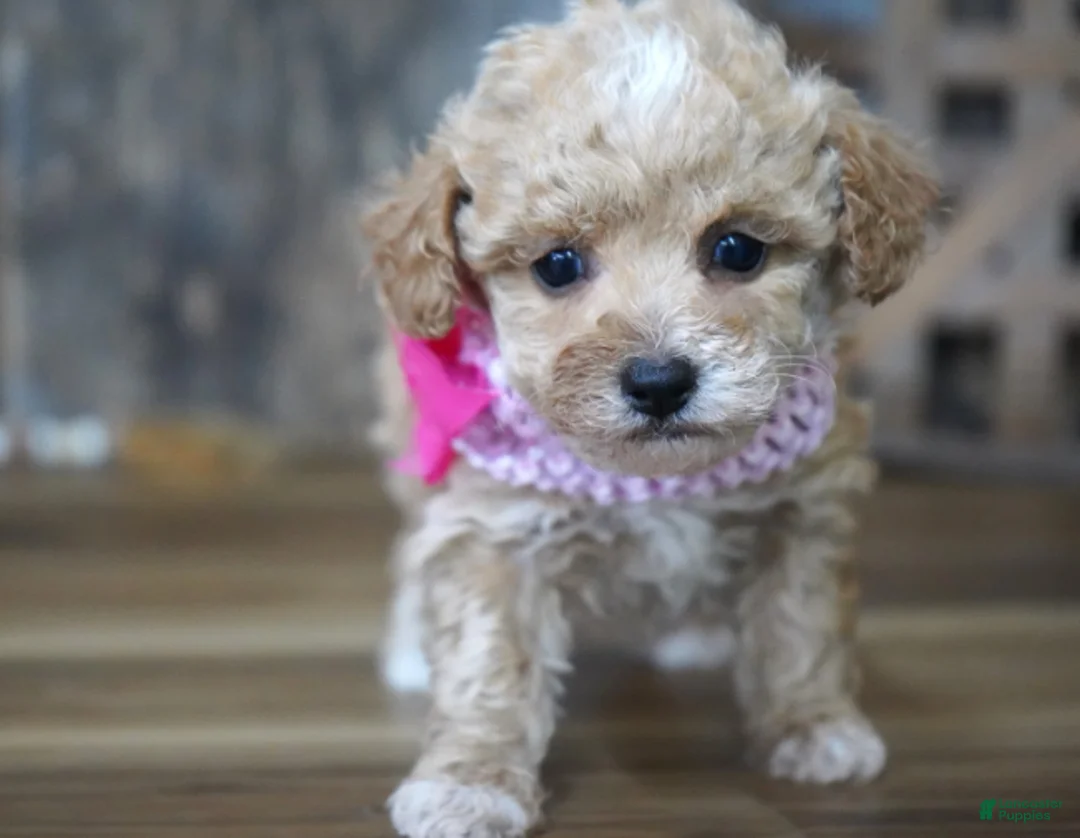 Maltipoo dogs for sale: Alice - Ad 1