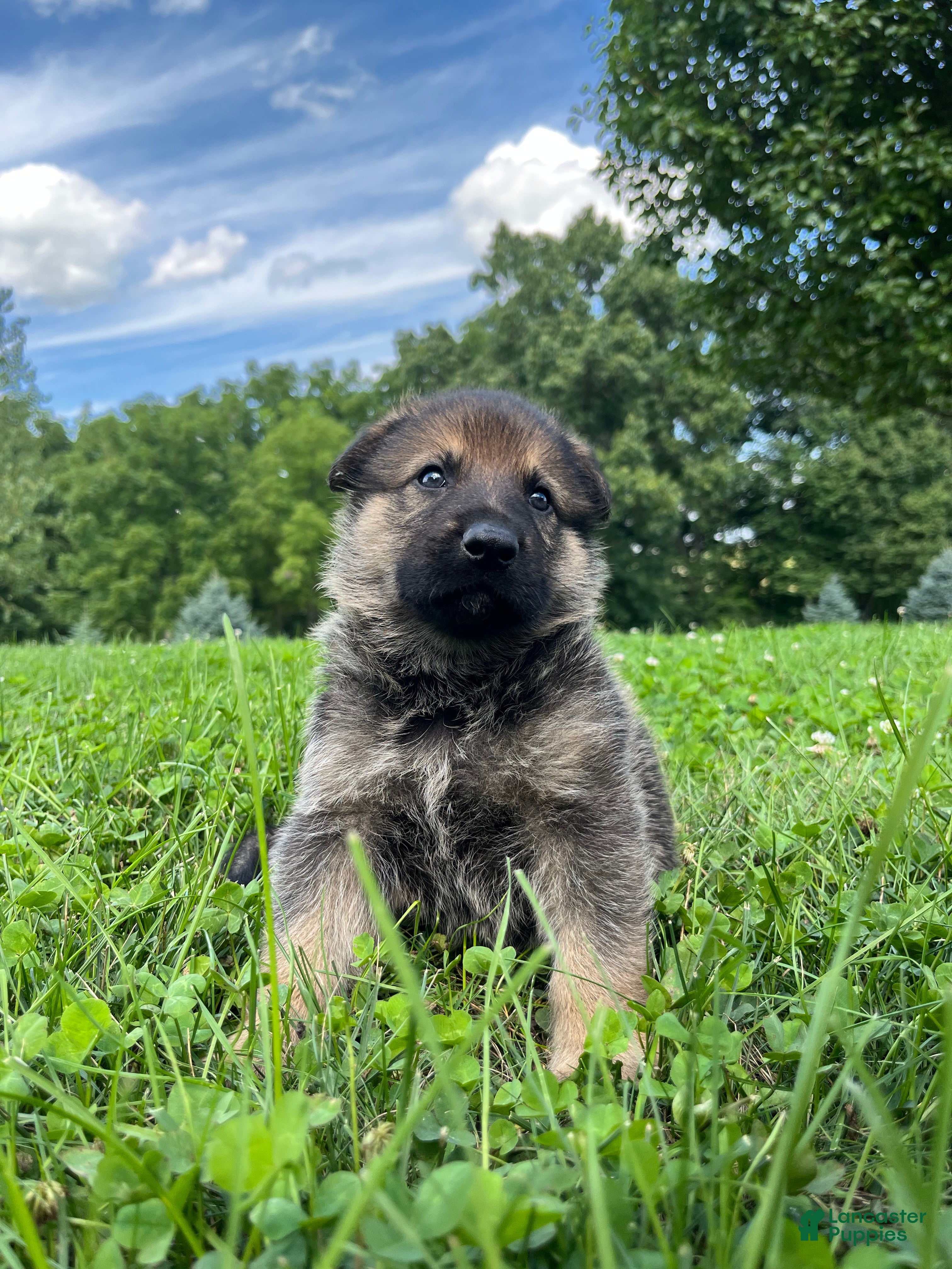 German Shepherd dogs Knox - Ad 1
