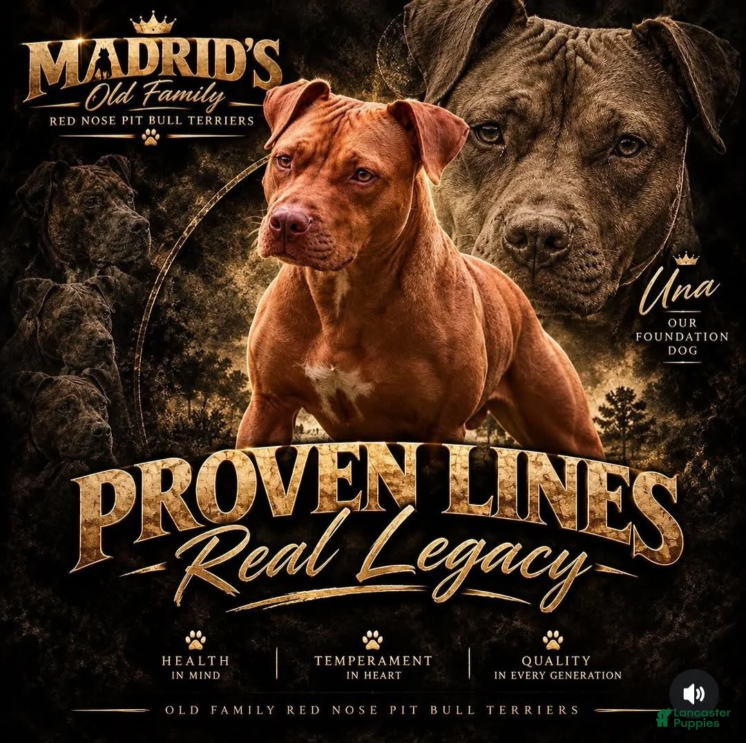 American Pit Bull Terrier dogs for sale: American Pit Bull Terrier 1 - Ad 2