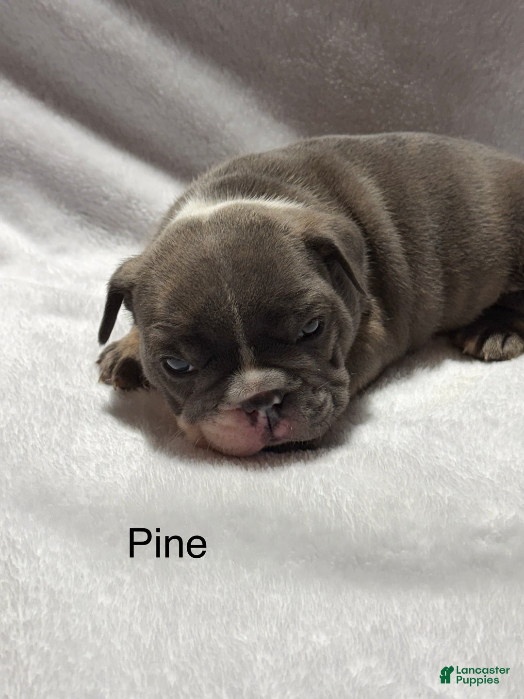 English Bulldog dogs for sale: English Bulldog Puppy 3 - Ad 2