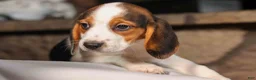 Beagle dogs for sale: Dottie🎀 - Ad 8