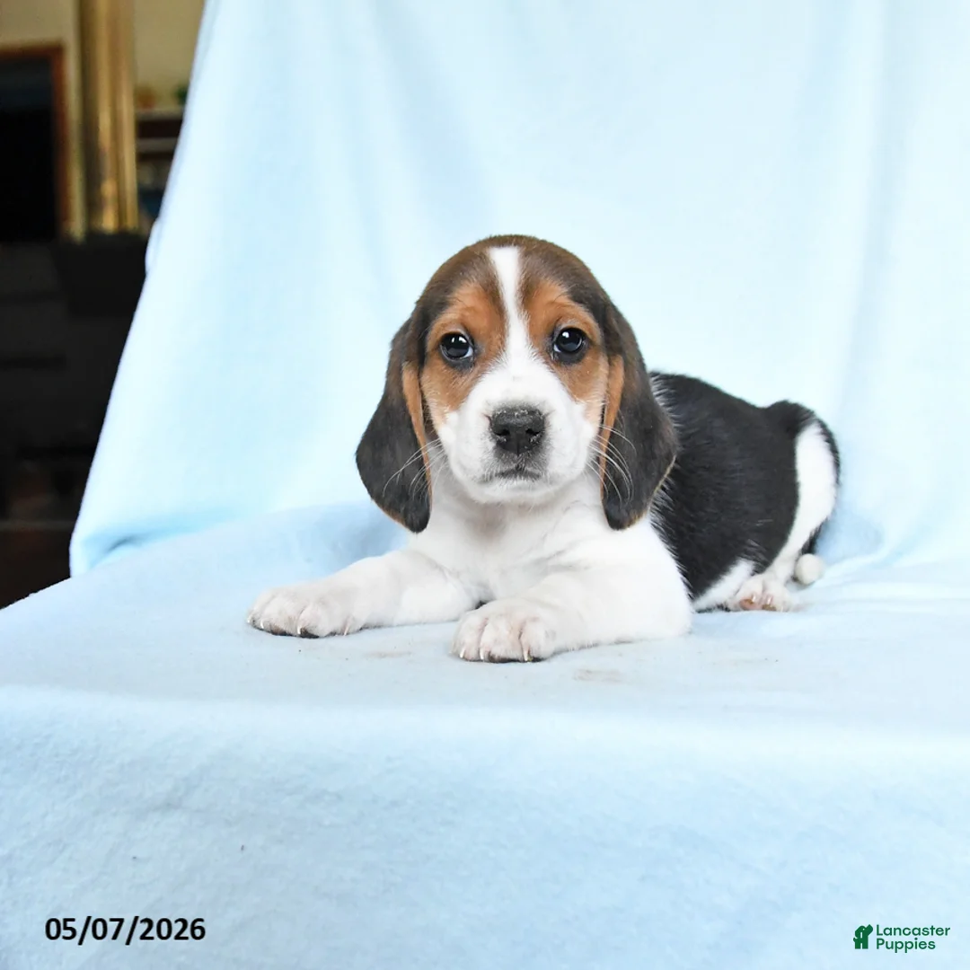 Beagle dogs for sale: Henry - Ad 3
