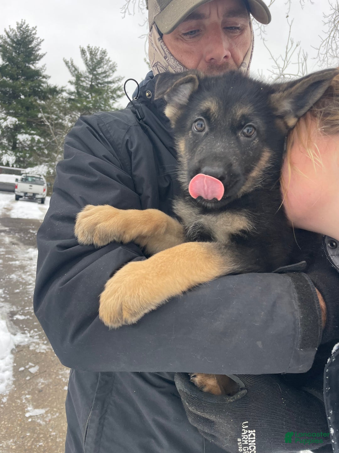 German Shepherd dogs for sale: Sprite/green collar - Ad 6