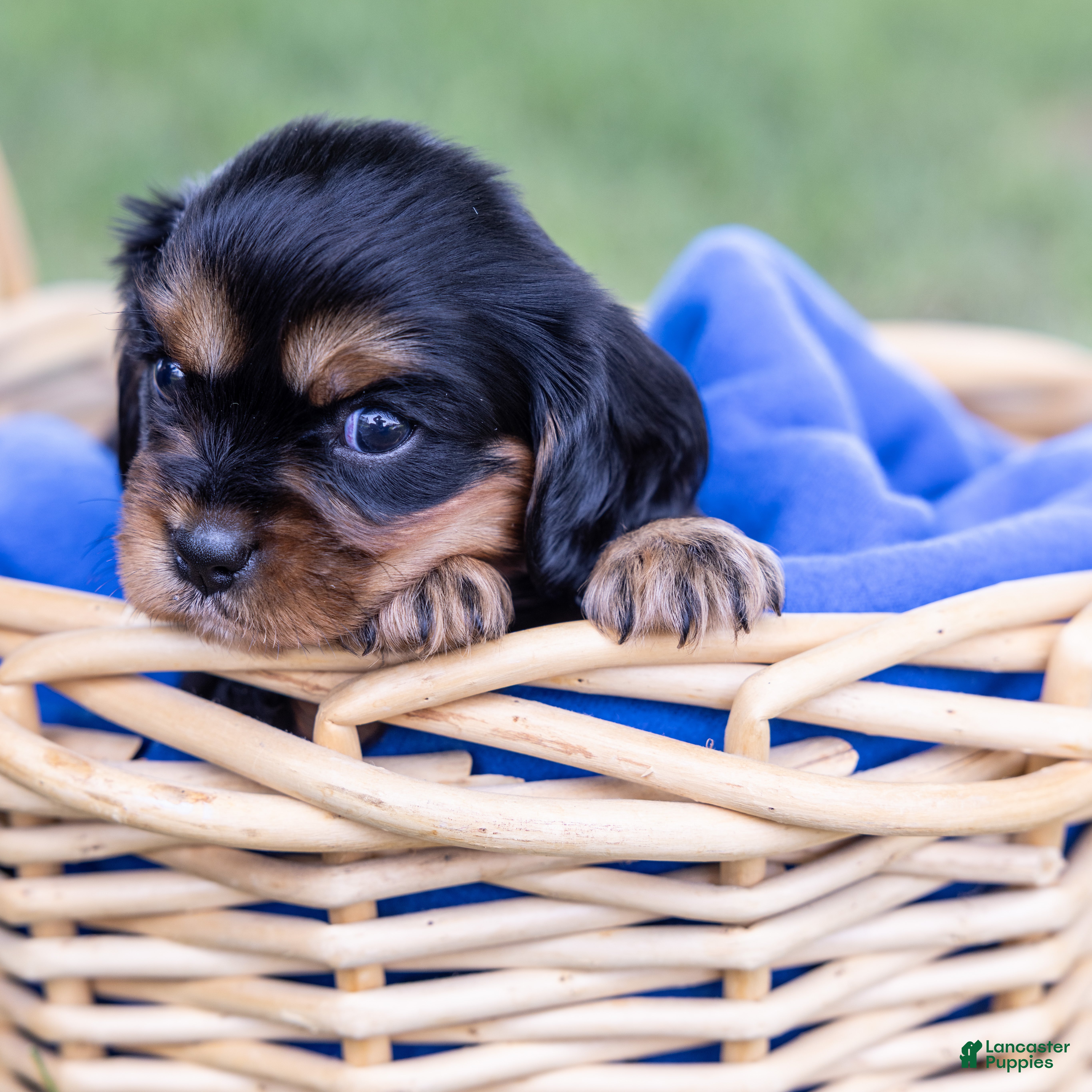 Cavalier King Charles Spaniel dogs Butch - Ad 2