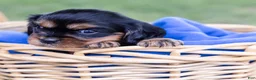 Cavalier King Charles Spaniel dogs for sale: Butch - Ad 13