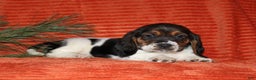 Basset Hound dogs for sale: Silvester - Ad 3