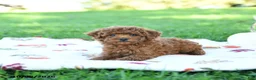 Toy Poodle dogs for sale: Graham - Ad 3