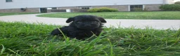 Yorkiepoo dogs for sale: Jack - Ad 8