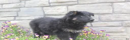 German Shepherd dogs for sale: Devon - Ad 2