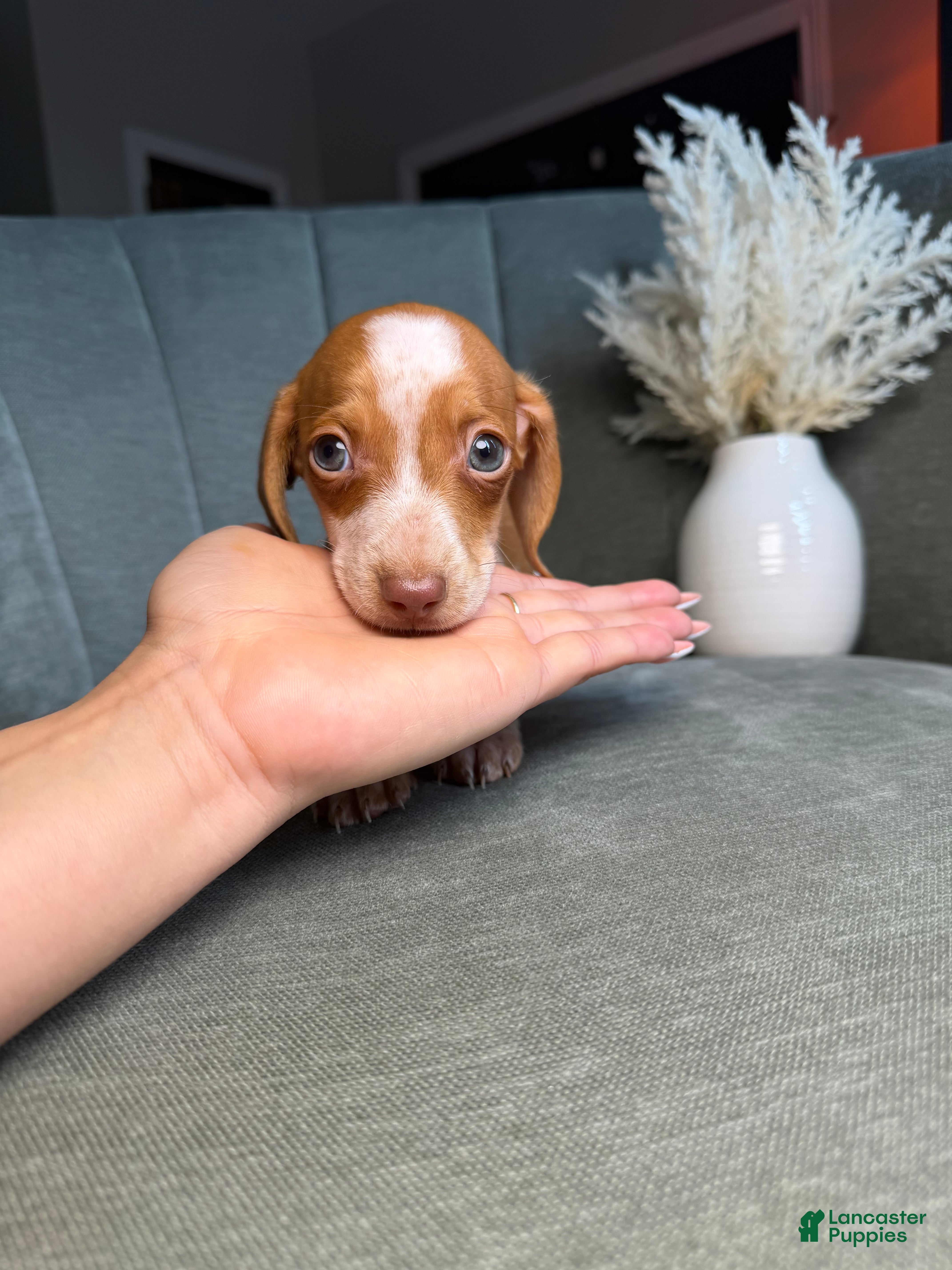 Dachshund dogs for sale: Tigger - Ad 1