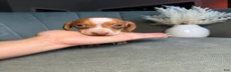 Dachshund dogs for sale: Tigger - Ad 1