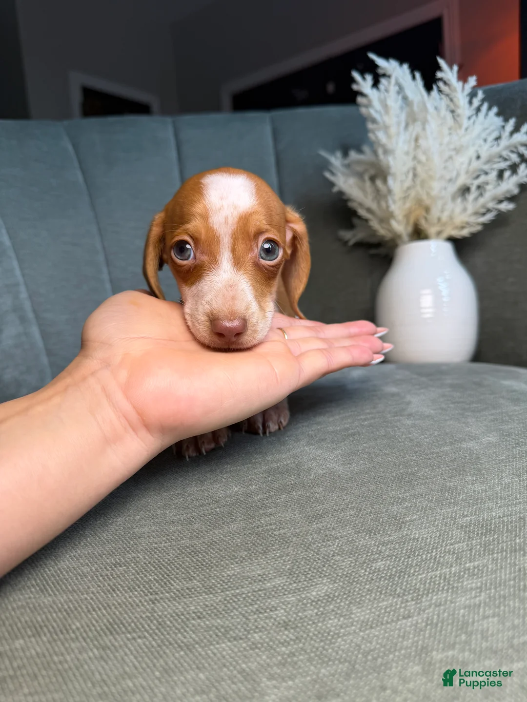 Dachshund dogs for sale: Tigger - Ad 1