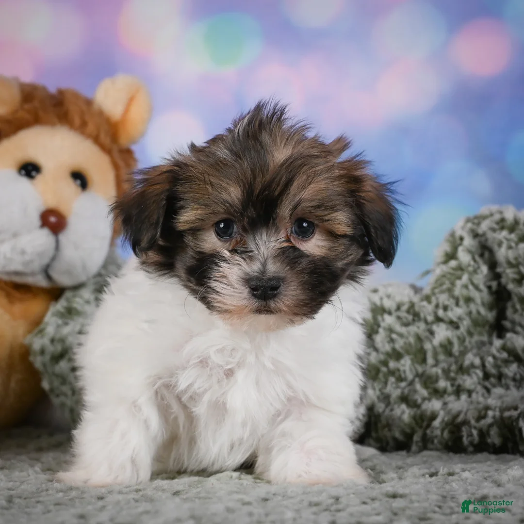 Maltipoo dogs for sale: cody - Ad 1