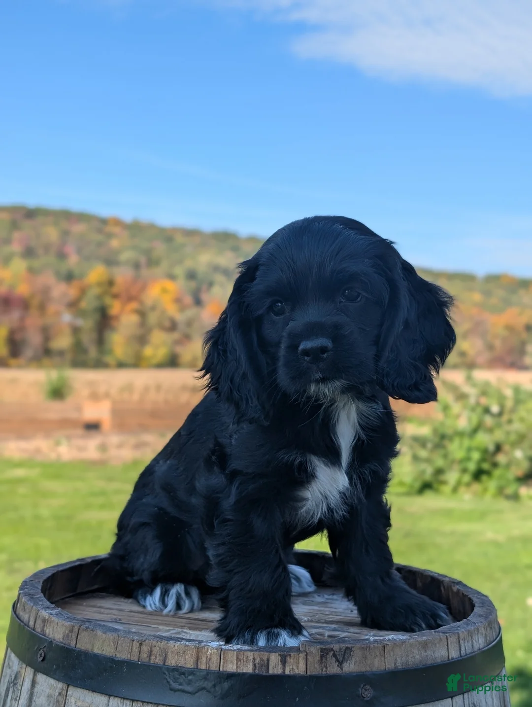 Cocker Spaniel dogs for sale: Casey - Ad 3