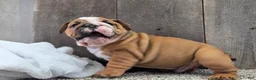 English Bulldog dogs for sale: Stella - Ad 7