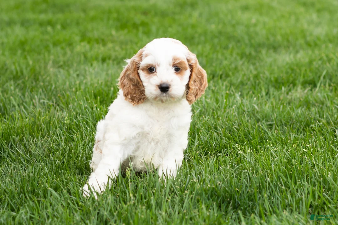 Cockapoo dogs for sale: Brenda  - Ad 1