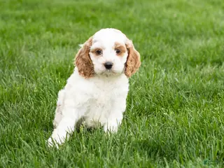 Cockapoo dogs Brenda - Ad 14