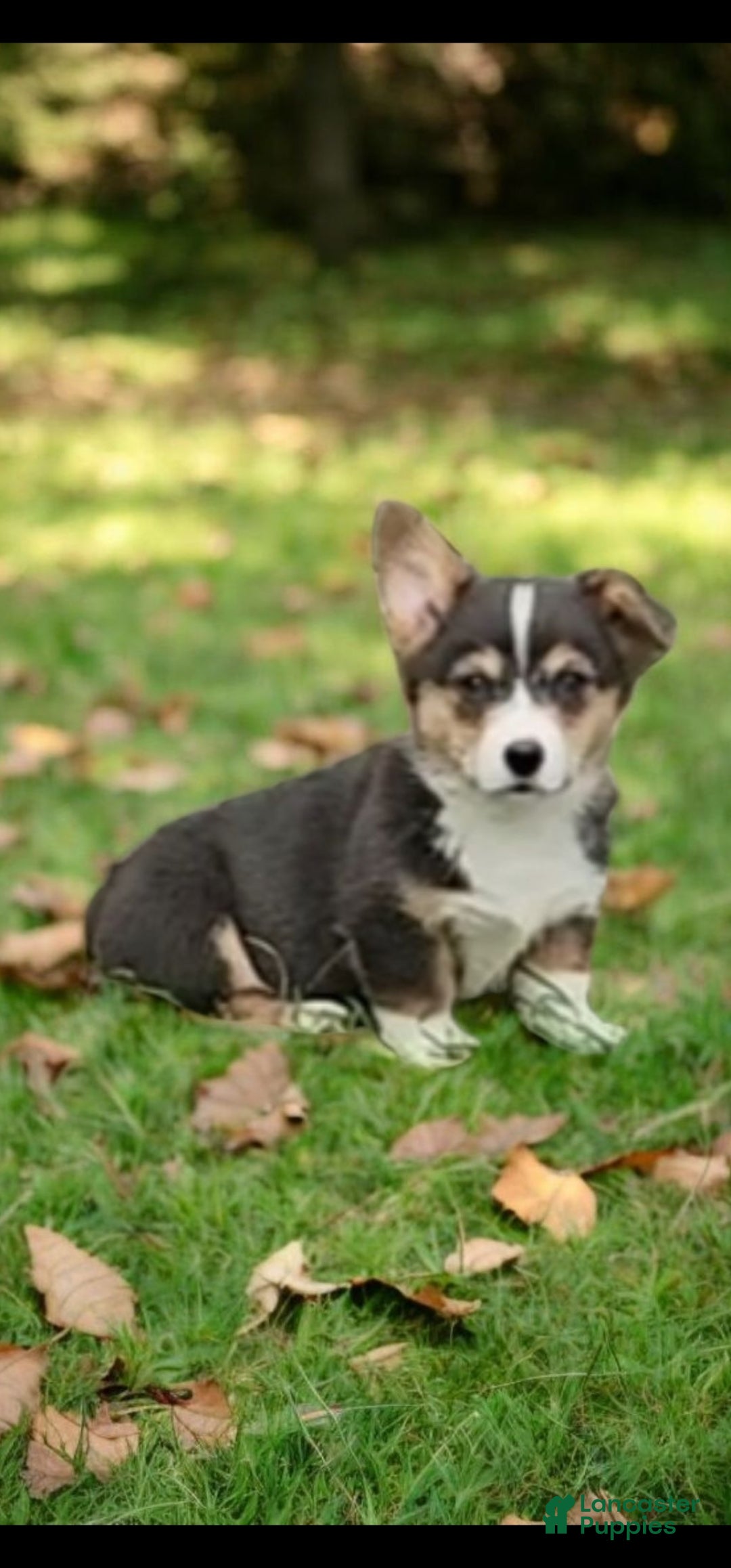 Welsh Corgi Pembroke dogs for sale: Alfie bluie  - Ad 15