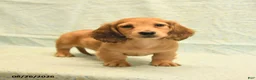 Dachshund dogs for sale: Levi - Ad 3