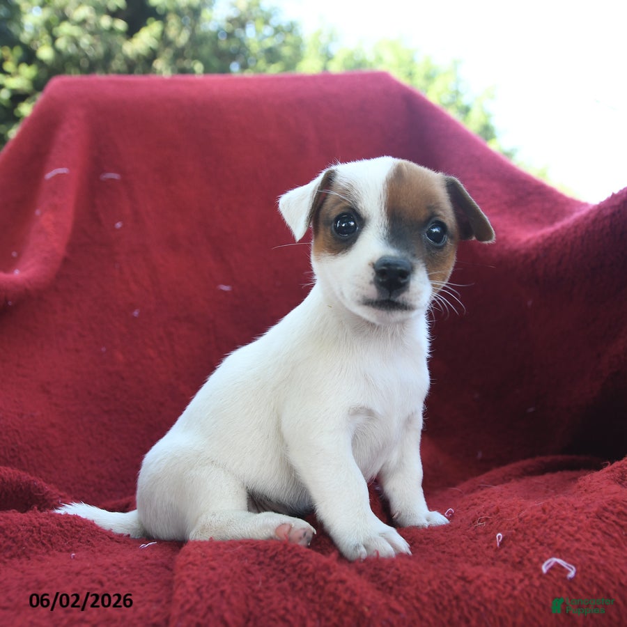 Jack Russell Terrier dogs for sale: Muffin - Ad 1