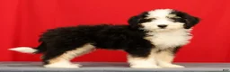 Mini Bernedoodle dogs for sale: Charlie - Ad 3