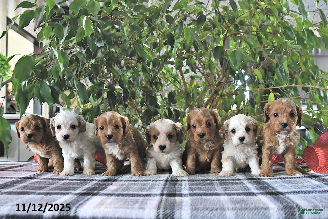 Cavapoo dogs for sale: Gracie - Ad 10