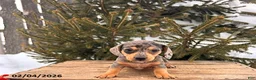 Miniature Dachshund dogs for sale: Casey - Ad 1